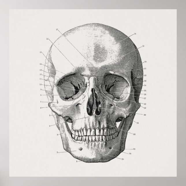 Abbildung des klassischen Schädeldiagramms Poster (Vorne)