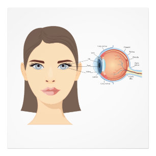 Abbildung des menschlichen Auges Fotodruck
