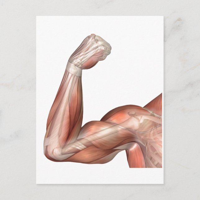 Abbildung eines gefederten Arms mit menschlichem B Postkarte (Vorderseite)