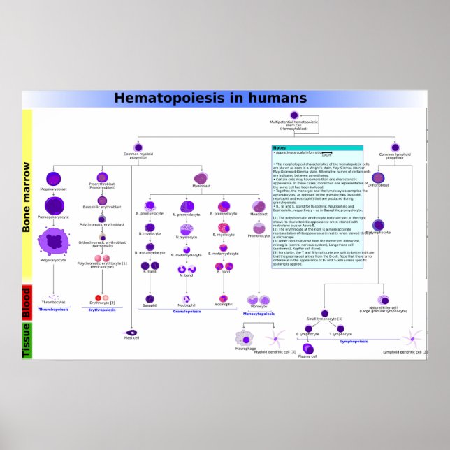 Abbildung Hämatopoese beim Menschen Stammzellen-Po Poster (Vorne)