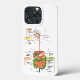 Abbildung Menschliches gastrointestinales Verdauun Case-Mate iPhone Hülle