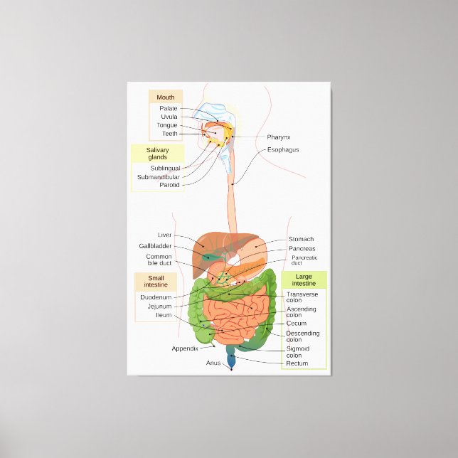 Abbildung Menschliches gastrointestinales Verdauun Leinwanddruck (Vorderseite)