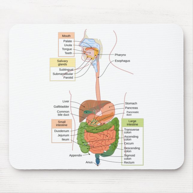 Abbildung Menschliches gastrointestinales Verdauun Mousepad (Vorne)