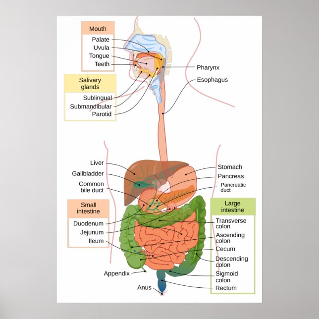 Abbildung Menschliches gastrointestinales Verdauun Poster (Vorne)