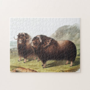 Abbildung Ox (Ovibos moschatus)