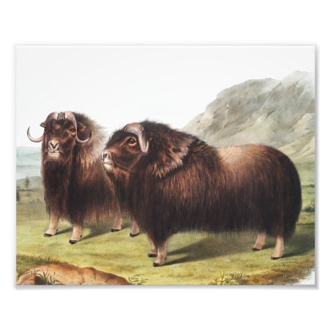 Abbildung Ox (Ovibos moschatus) Fotodruck (Vorne)