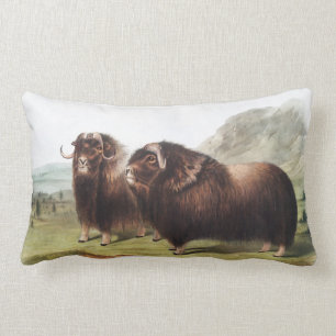Abbildung Ox (Ovibos moschatus) Lendenkissen