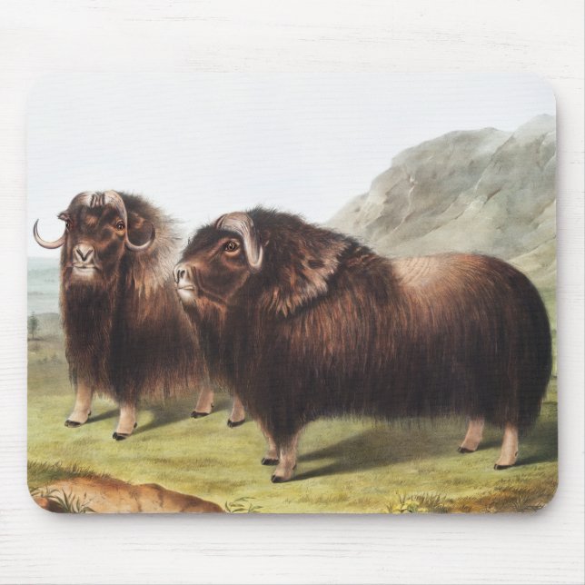 Abbildung Ox (Ovibos moschatus) Mousepad (Vorne)
