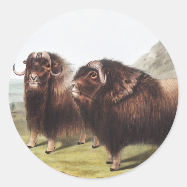 Abbildung Ox (Ovibos moschatus) Runder Aufkleber (Vorderseite)