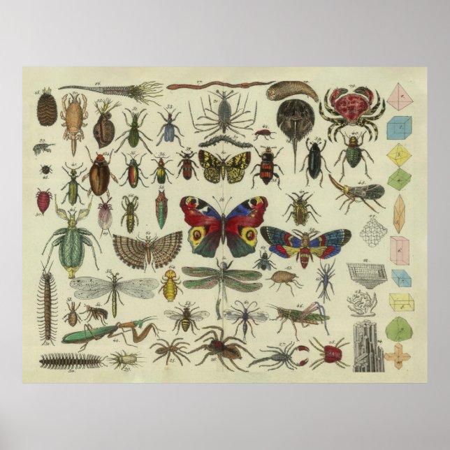 Abbildung Vintager Insekten (1834) Poster (Vorne)