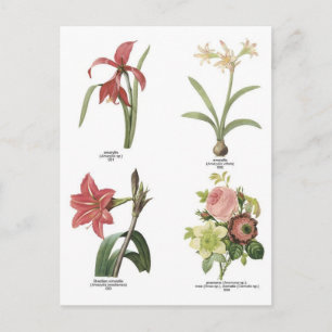 Abbildungen zur botanischen Blume Postkarte
