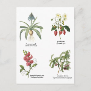 Abbildungen zur botanischen Blume Postkarte