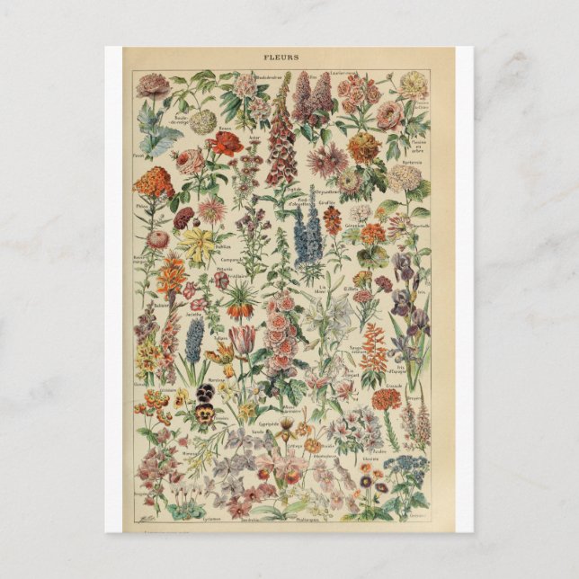 Abbildungs Wörterbuch Blumen Postkarte (Vorderseite)