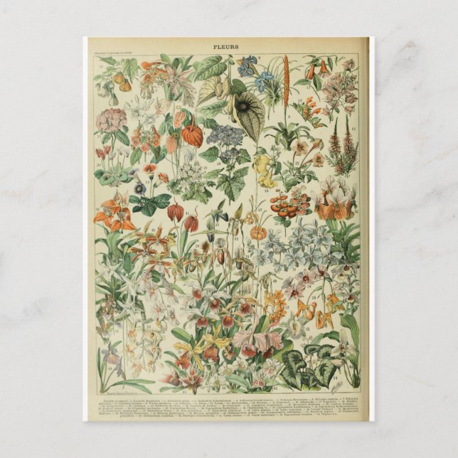Abbildungs Wörterbuch Blumen Postkarte (Vorderseite)