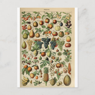 Abbildungs-Wörterbuch Früchte Postkarte