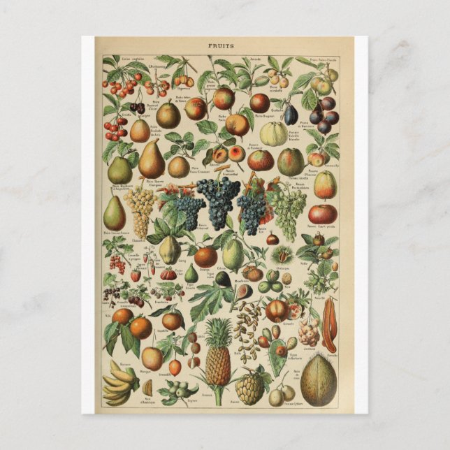 Abbildungs-Wörterbuch Früchte Postkarte (Vorderseite)