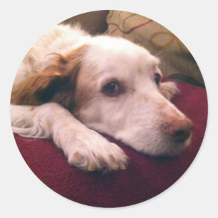 Abby Brittany Spaniel Runder Aufkleber