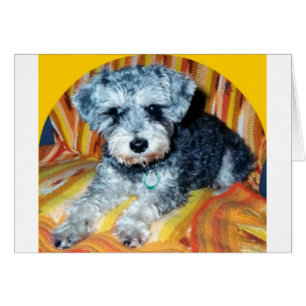 Abby le Schnoodle