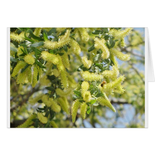 Abee (Devant horizontal)