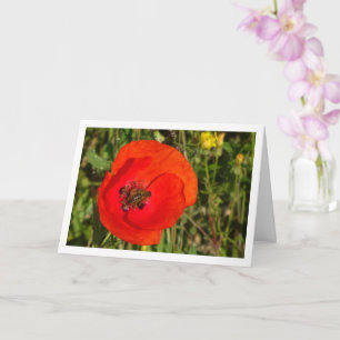 Abee de miel dans la carte Red Poppy