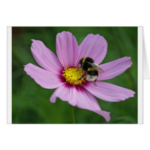 abeille