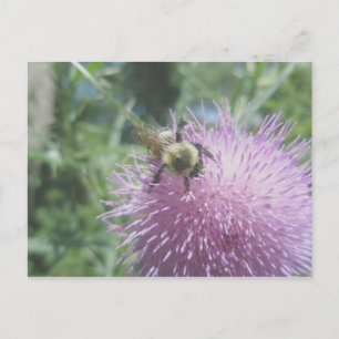 Abeille à bourdon sur une carte postale de chardon