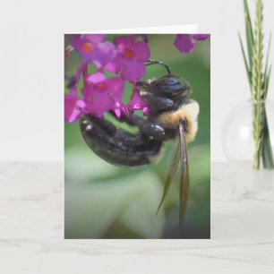 Abeille, carte