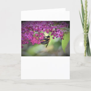 Abeille, carte