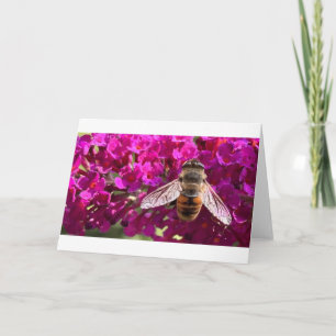 Abeille, carte