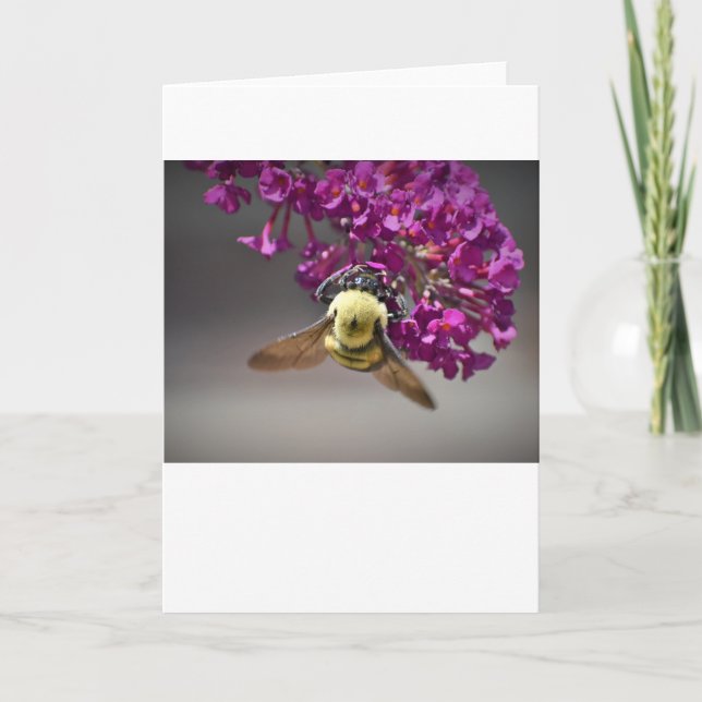 Abeille, carte (Devant)