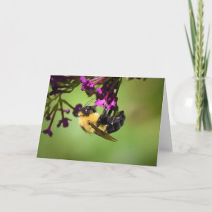 Abeille, carte