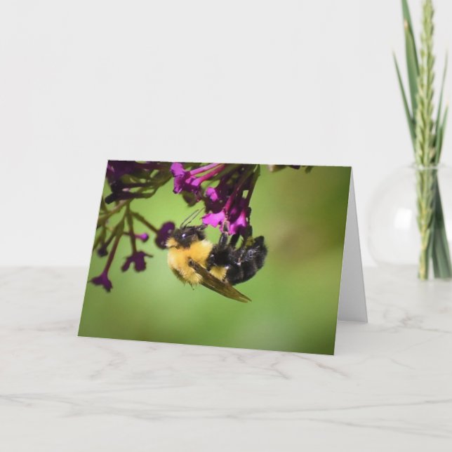 Abeille, carte (Devant)