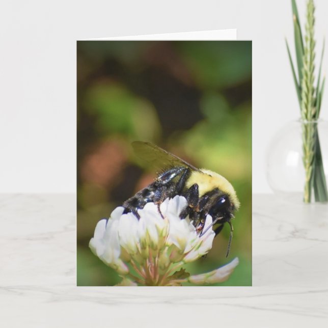 Abeille, carte (Devant)