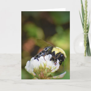 Abeille, carte