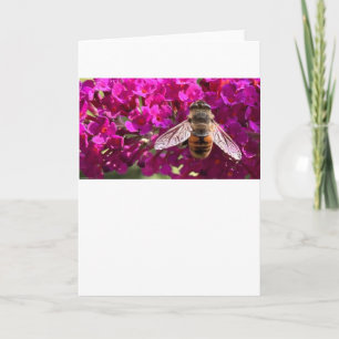 Abeille, carte
