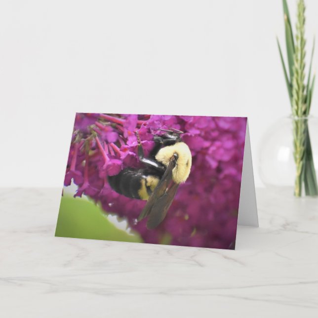 Abeille, carte (Devant)