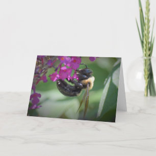 Abeille, carte