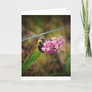 Abeille, carte