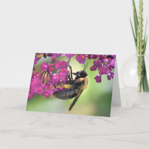 Abeille, carte