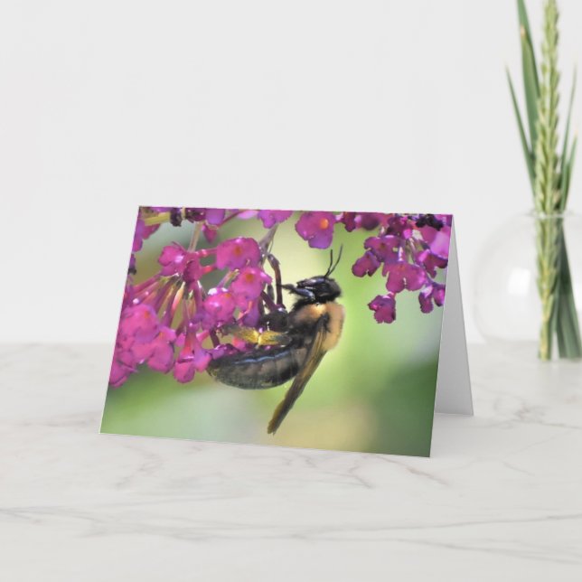 Abeille, carte (Devant)