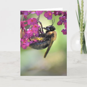 Abeille, carte