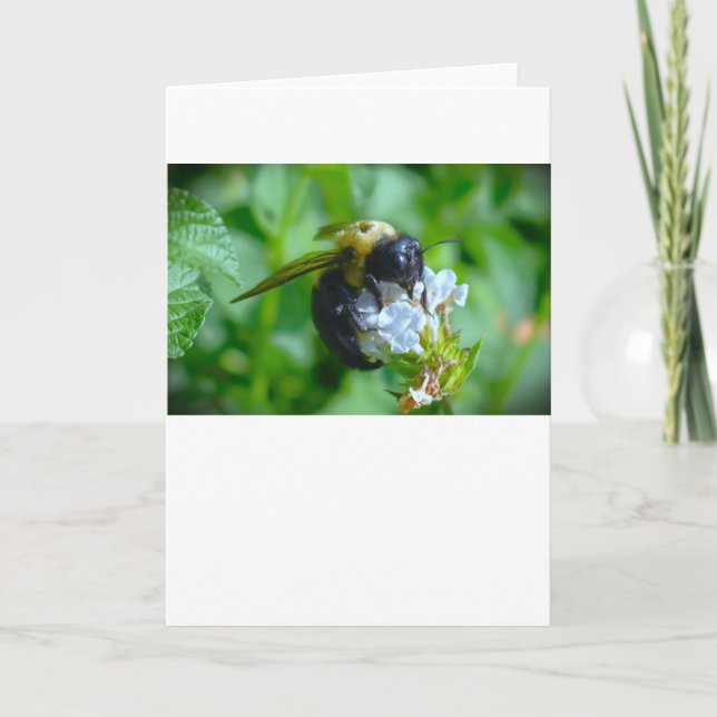 Abeille, carte (Devant)
