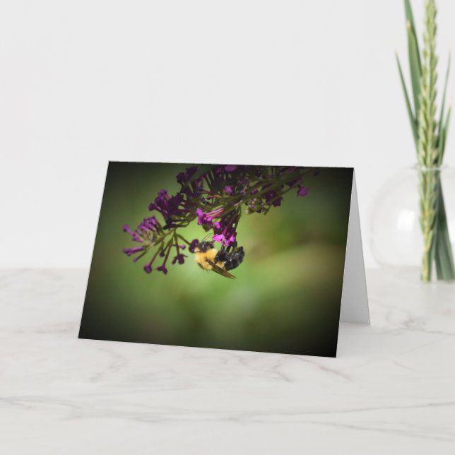 Abeille, carte (Devant)