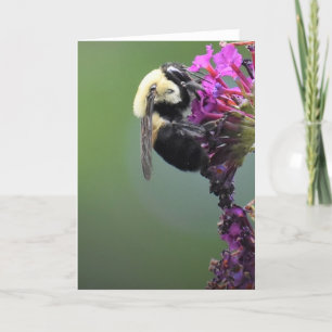 Abeille, carte