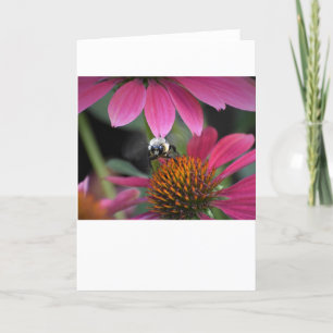 Abeille, carte