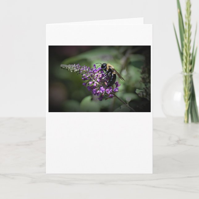 Abeille, carte (Devant)