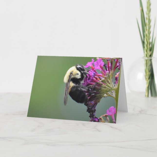 Abeille, carte (Devant)