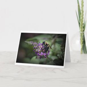 Abeille, carte