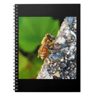 Abeille de miel 6,5 x 8,75 Carnet spiral
