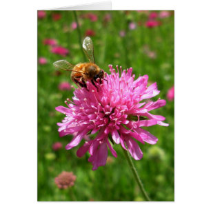 Abeille de miel sur fleur rose